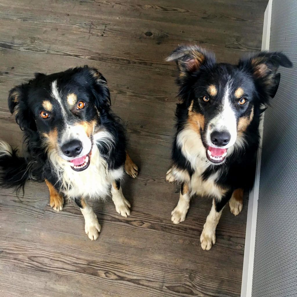 Två Border collies.