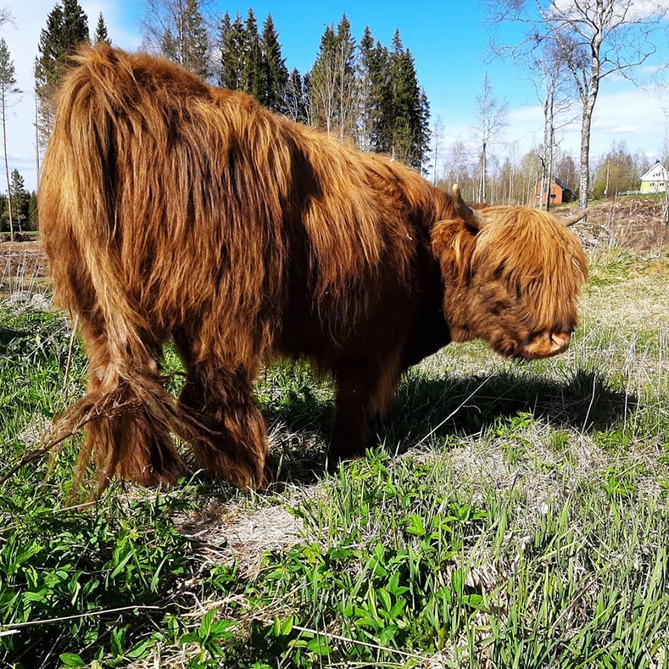 En Highland Cattle