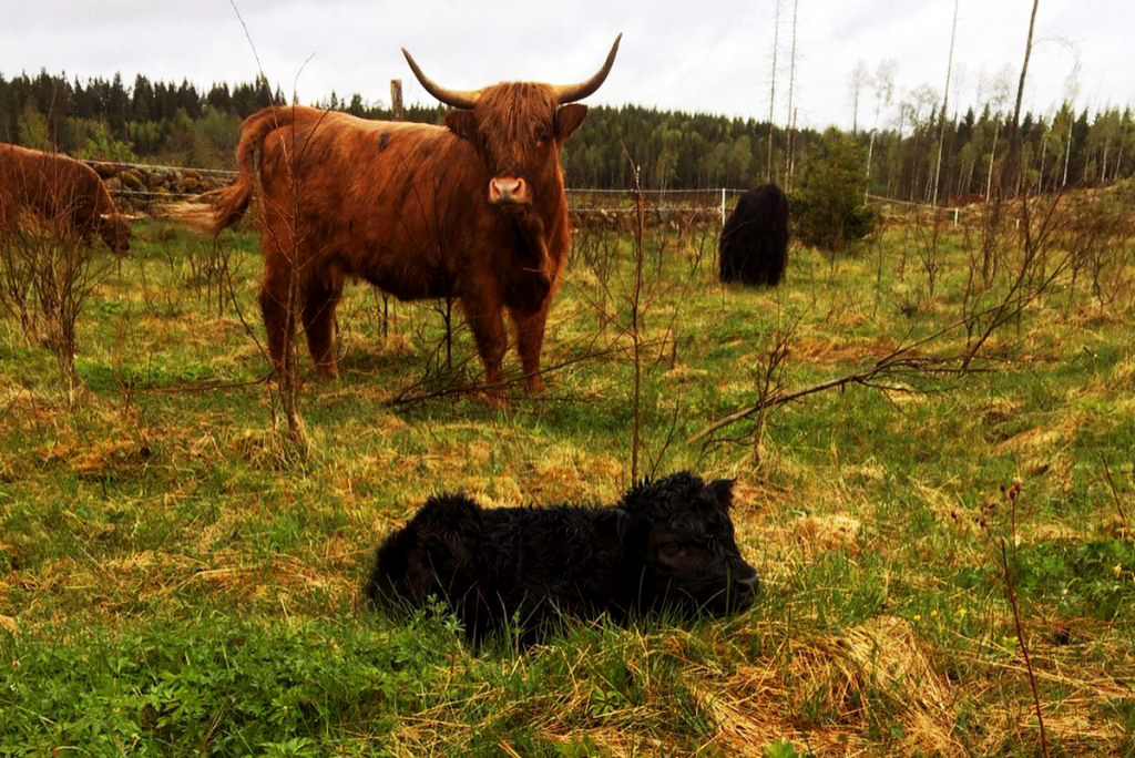 Highland Cattle kalv.
