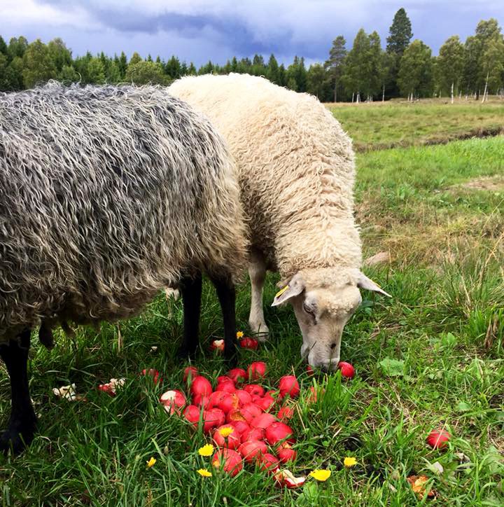 Leicesterfår äter äpplen
