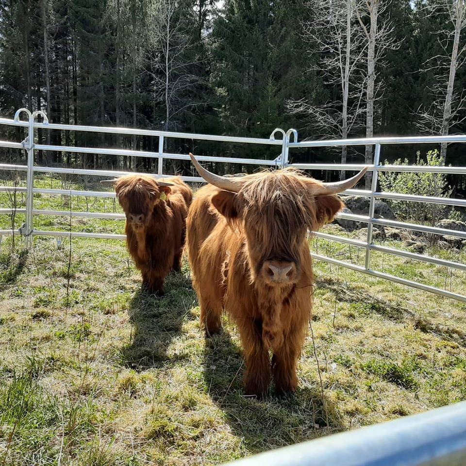 Två stycken Heighland Cattle.